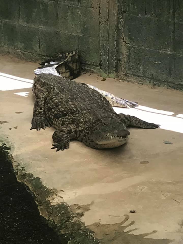 GatorsDaily's tweet image. fat fuck