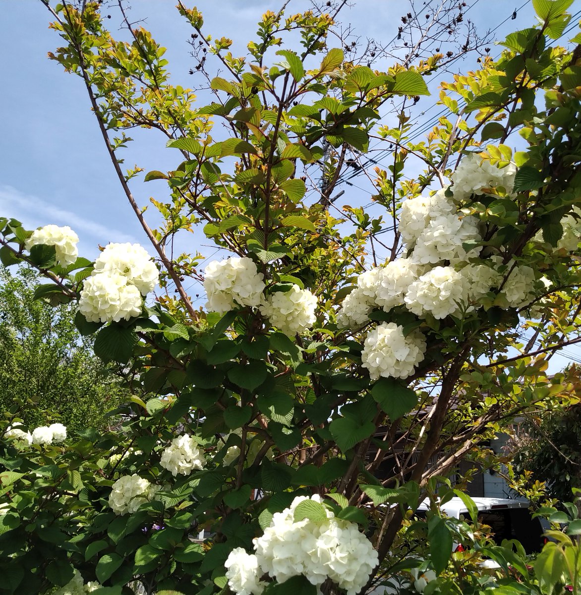 オオデマリは、その洗練された美しさで人々を魅了します。

花言葉は「華やかな恋」「絆」「私は誓います」

オオデマリの美しさと清潔感を共有しましょう。

 #オオデマリ #白い花 #新たな始まり