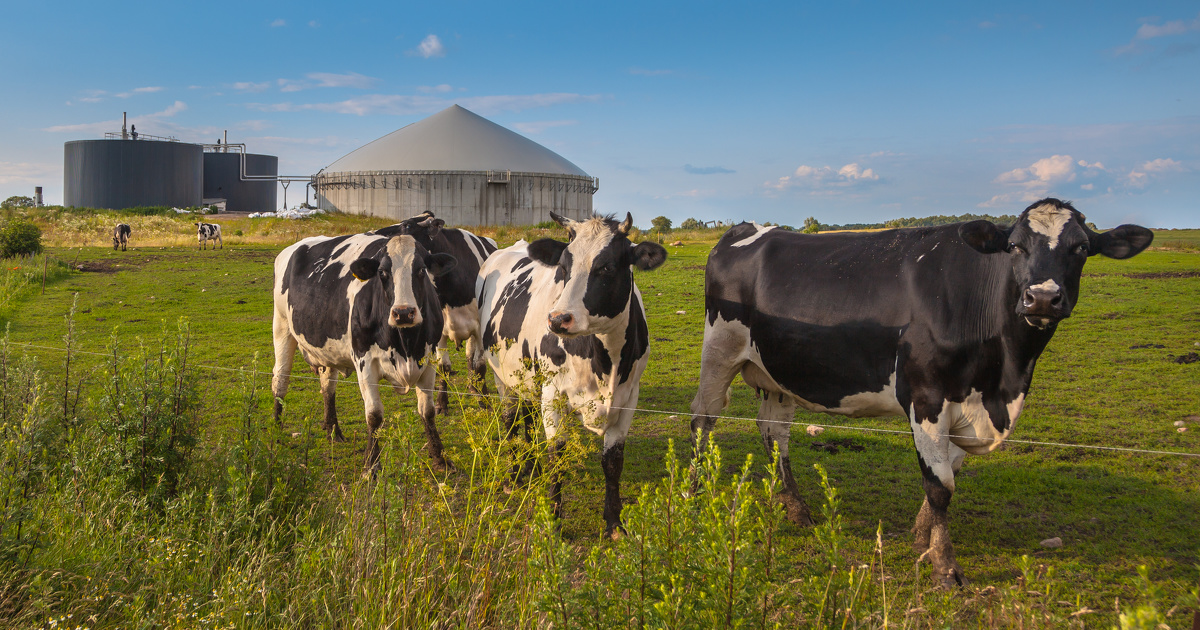 L'élevage et la méthanisation : un duo gagnant pour notre environnement. Les professionnels réunis lors des Rencontres nationales des Agriculteurs Méthaniseurs de France ont confirmé l'importance de cette filière pour la #décarbonation de notre agriculture actu.fr/bretagne/chate…