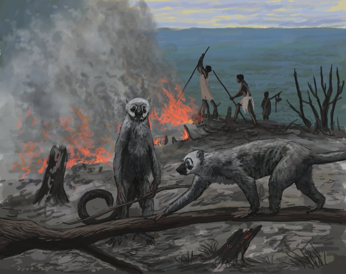 Today on #paleostream: THE RETURN OF MONKEY CRUISE With Ekembo and Pachylemur