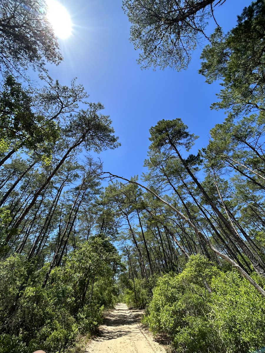 Today In The Ocala Forrest ✌🏼💚✌🏼 @StormHour @FLskygazer @ThePhotoHour 🖖🏼💚🖖🏼