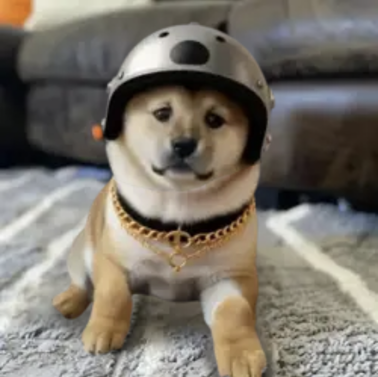 DOG CALLED RUNE tweet media