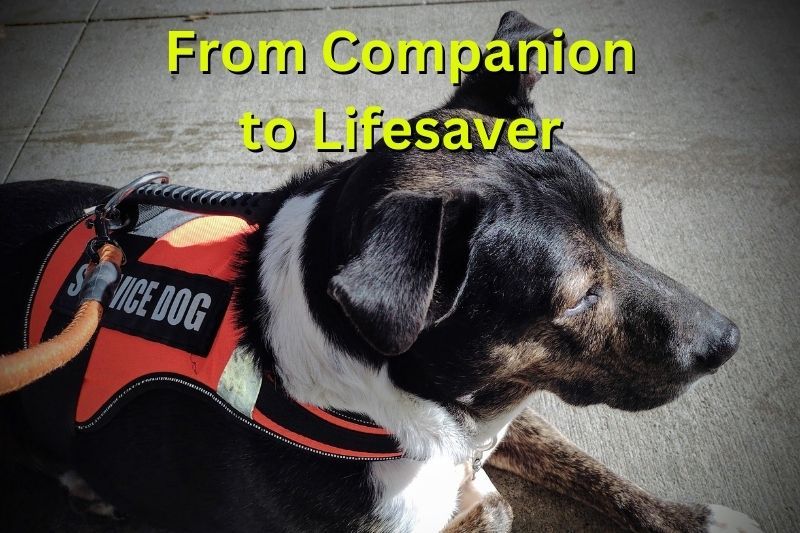 From Companion to Lifesaver: How Service Dogs Transform Lives
#ServiceDogs have become indispensable companions for people with various #disabilities, including visual and hearing impairments, #fibromyalgia, and #PTSD. @ThomByxbe @FibroBloggers
bit.ly/4bcqEym