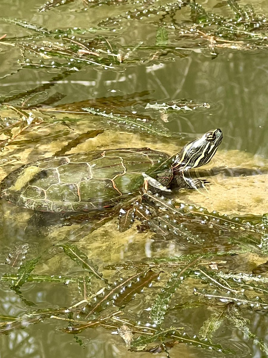 More turtles from this morning's paddle around the Skokie Lagoons