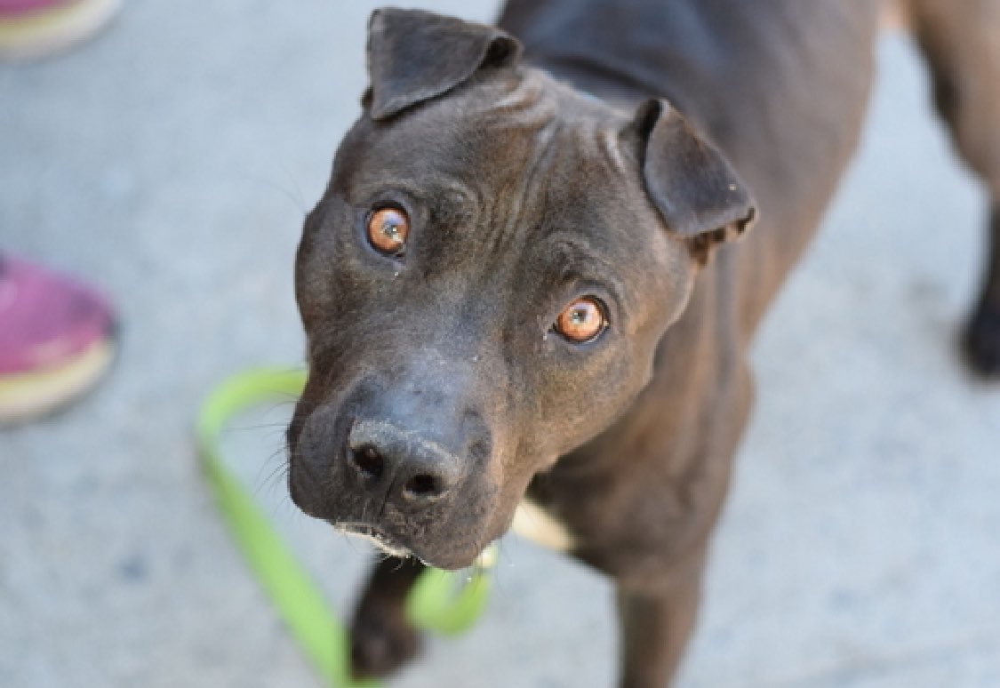 A good girl who's trying her best in the pound, but being stressed and biting her leash, is a good enough excuse for NYCACC to place Gracie 195301 TBK Tuesday. She's easily leashed and returned to her kennel, likes to play with her toys while in the play yard and is social and…