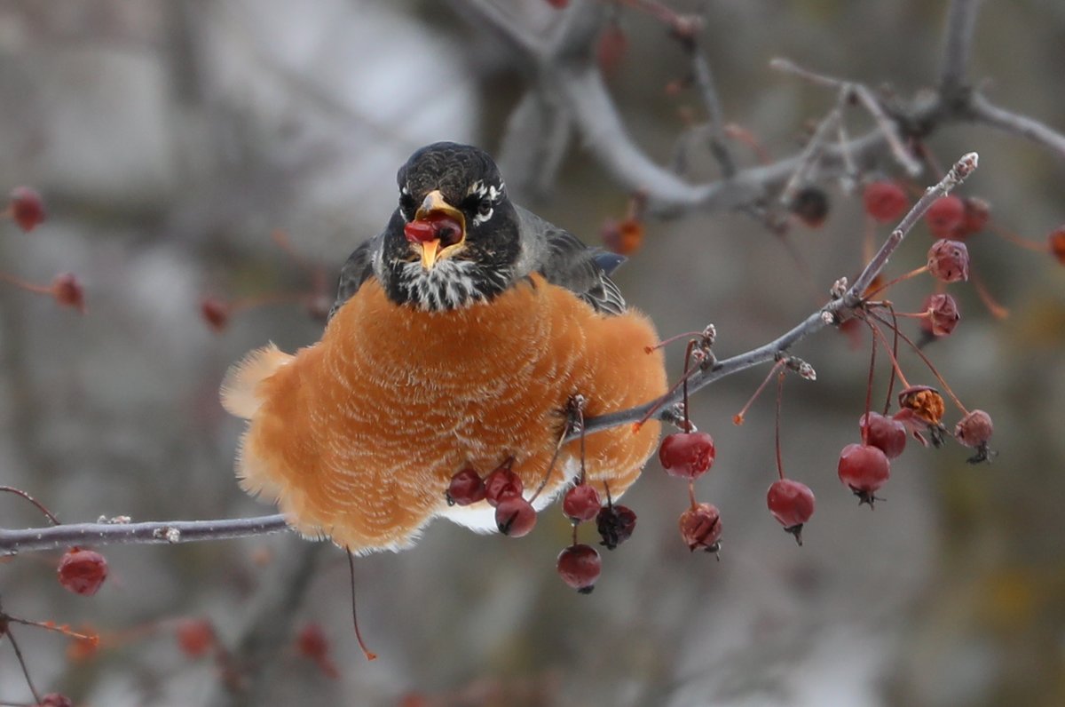 Robin with a beak full of fruit the end of March. #TwitterNaturePhotography #BirdsOfTwitter #Robin