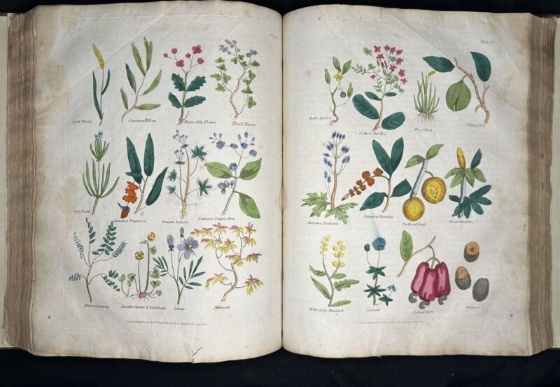 1819 CULPEPER Culpeper's Complete Herbal hand colour plates ebay.com/itm/1819-CULPE… #ad 📗