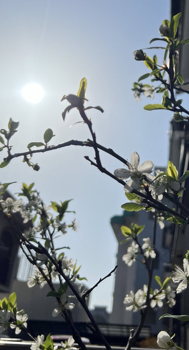 おはようございます☀ いい天気ですね！ 家庭菜園でプルーンの花たくさん咲いています🌸 今日から1日スタート頑張っていきましょう👍 #おはようございます