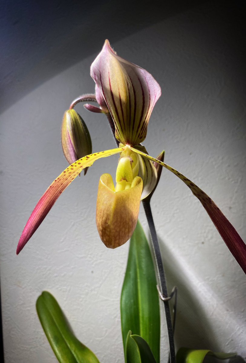 Paphiopedilum Houghtoniae