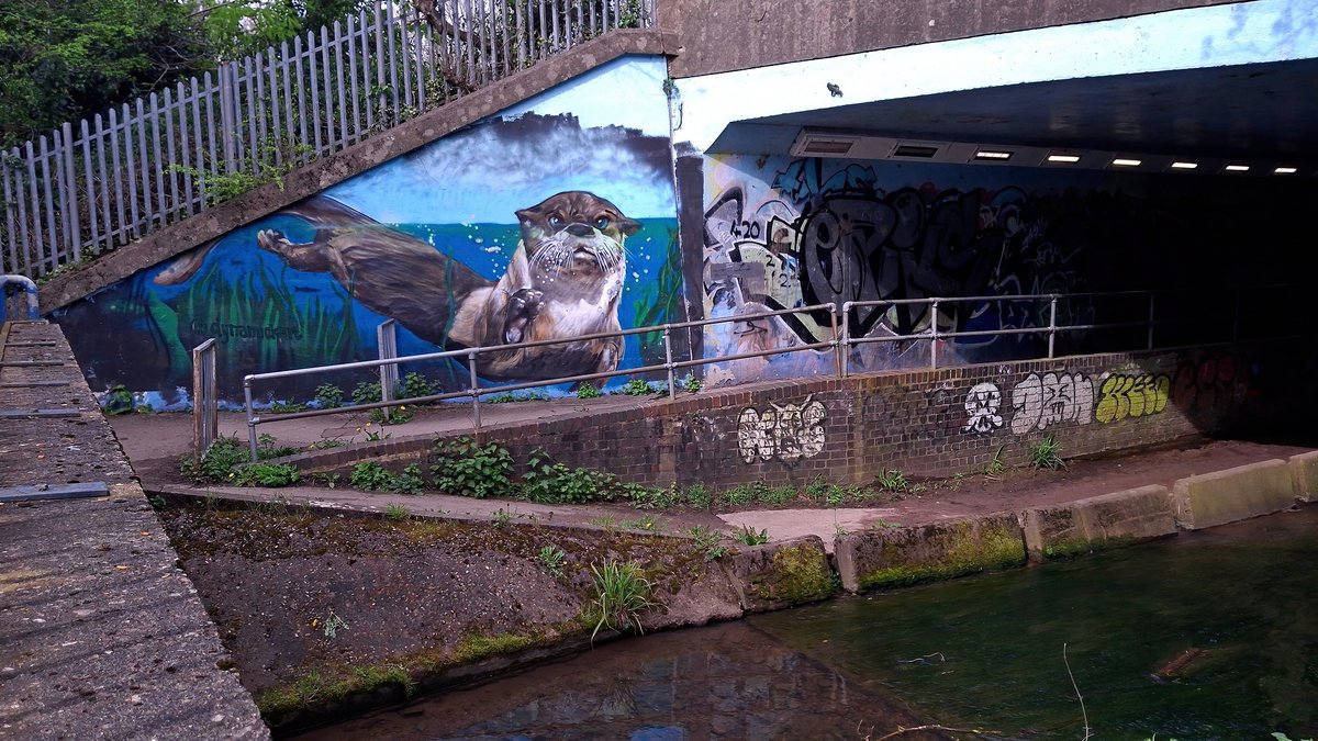 squaresteps's tweet image. Scene" on my daily walk. A 4picture mini blog of what I saw over about 4 miles.
Focus on the river today -
It's called the Scriabourne (Clear stream) with good reason
Under the motorway the kids have done a repaint
And a 'professional' has added to it
But there's always someone!!