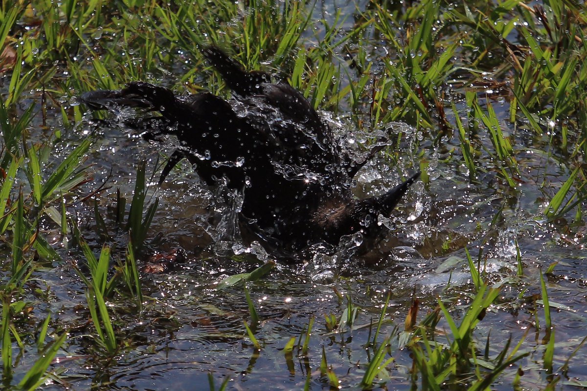 APhotografiA's tweet photo. Un #zanate se #refresca en un #charco de #agua en #sansalvador #elsalvador
#ave #aves #bird #birds #birdphotography #birdlovers #animal #animals #animalovers #animallovers #nature #naturaleza #naturephotography #naturelovers #quiscalusmexicanus https://t.co/l2ronFwQYR