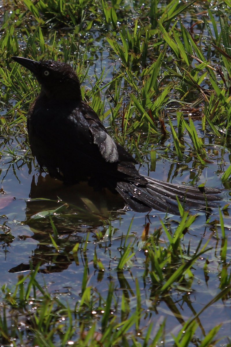 APhotografiA's tweet photo. Un #zanate se #refresca en un #charco de #agua en #sansalvador #elsalvador
#ave #aves #bird #birds #birdphotography #birdlovers #animal #animals #animalovers #animallovers #nature #naturaleza #naturephotography #naturelovers #quiscalusmexicanus https://t.co/l2ronFwQYR