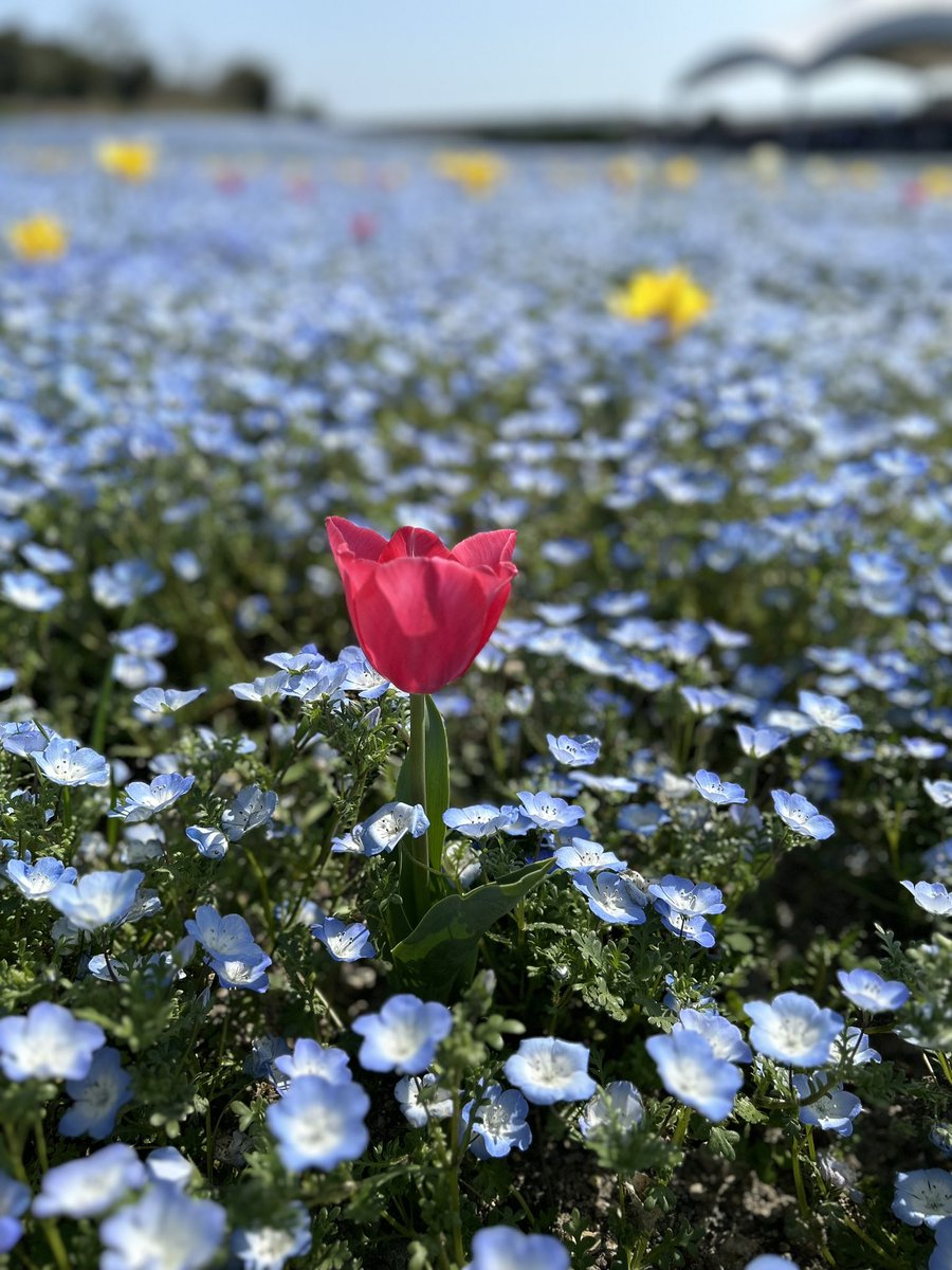 m_ma_ko_s's tweet photo. ネモフィラ祭り

#大阪まいしまシーサイドパーク
#空海花
#青の三重奏 https://t.co/hHMi68XUie