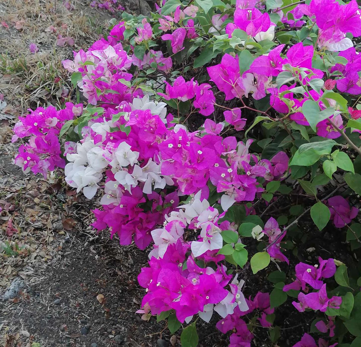 Bougainvillea in full bloom!🙂