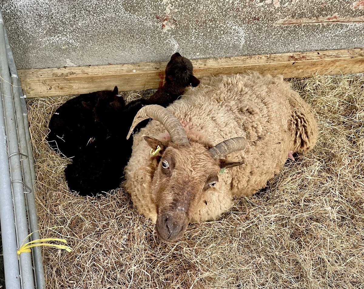 The triplets born a few days ago are doing great and all still with mum. She is getting lots of extra feed #manxloaghtan #rarebreed #lambing #triplets #greatmum #farming #isleofman