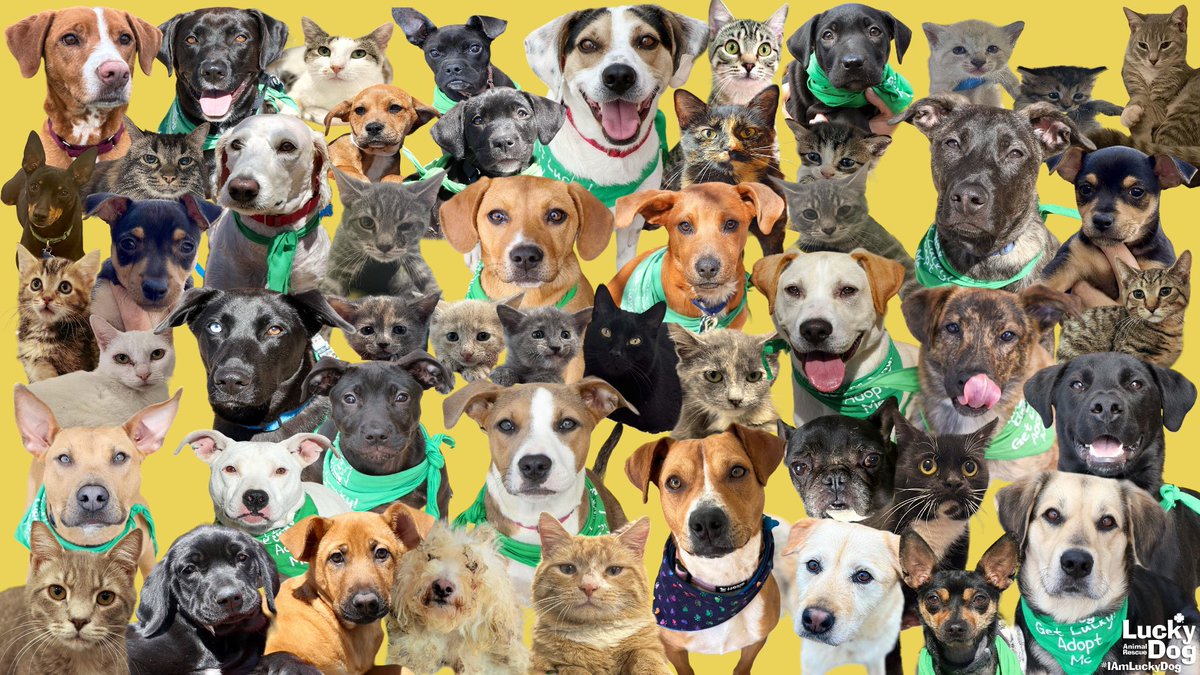 DCLuckyDog's tweet photo. Thank you all for an amazing week of adoptions! We had FIFTY-TWO animals adopted this week!! Thank you to everyone that came out to help get these amazing animals forever homes! #IAmLuckyDog #rescuedogs #rescuecats #dogsofdc #dmvdogs #catsofdc #dmvcats @PetSmartChariTs https://t.co/m9JnDxah7x
