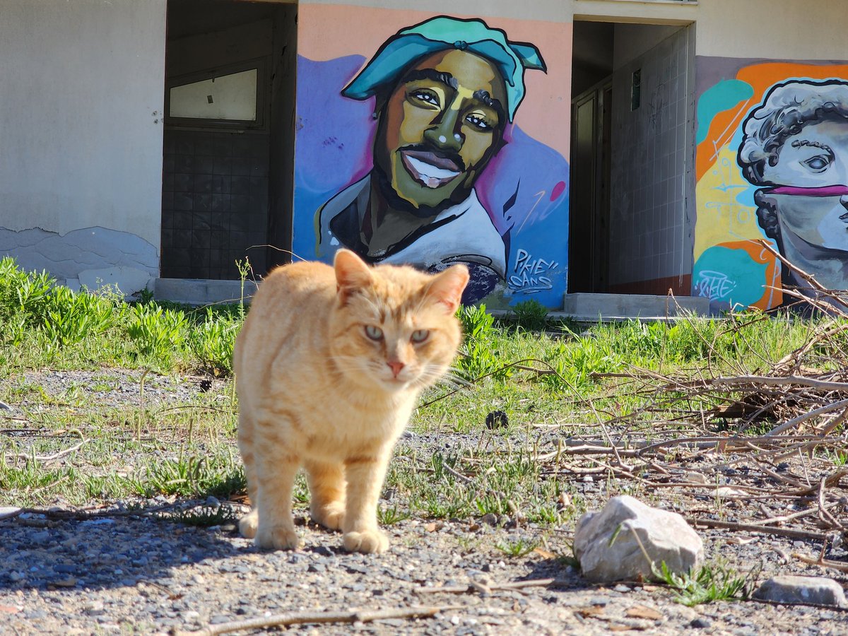 Gangsta
.
.
#cats #homelesscats #straycats #lovelycats #streetcats #hungrycats #catslivingonthestreet #cutecats #猫 #고양이 #ねこ #kedi #gato #котики #ネコ #gatto #Katze #قطة #बिल्ली #γάτα