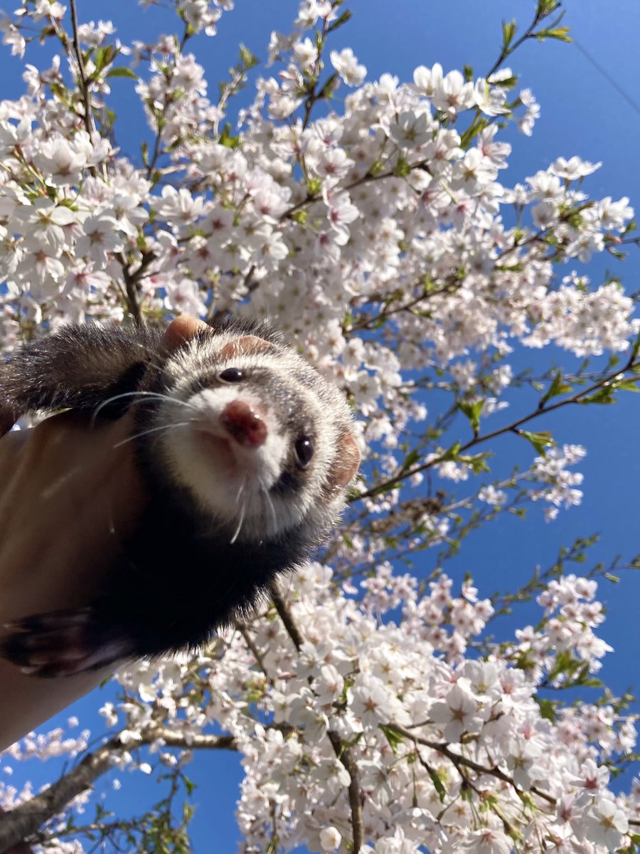 ftb525's tweet photo. そうだねぇ。春の匂いだね🌸🌸 https://t.co/8W8I9l3vKN