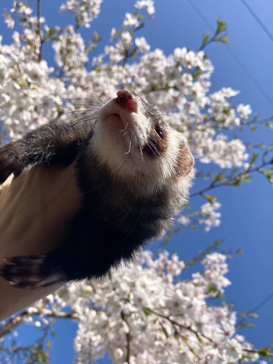 ftb525's tweet photo. そうだねぇ。春の匂いだね🌸🌸 https://t.co/8W8I9l3vKN