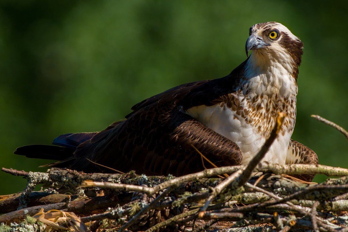 I didn't get to spend much time chasing Ospreys today, but I did get to get a few decent shots of Martha, putting on a show for me. She is a magnificent Creature!! SO majestic!! (George was out galivanting) #WildlifePhotography #OspreysOfLakeOconee