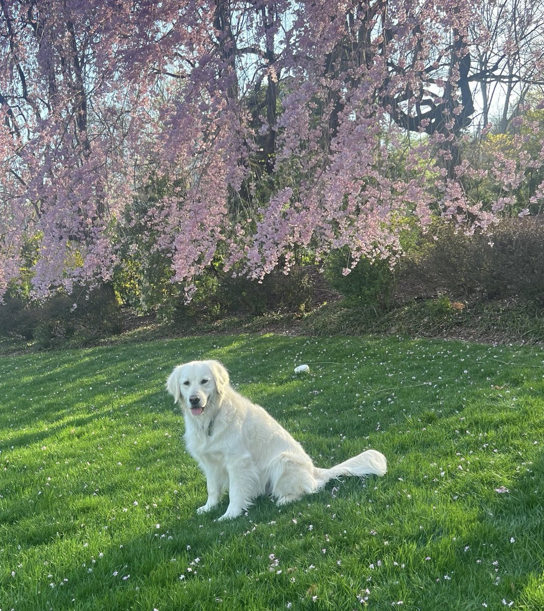 Enjoying a beautiful spring afternoon in the Garden State with Goose 🌸