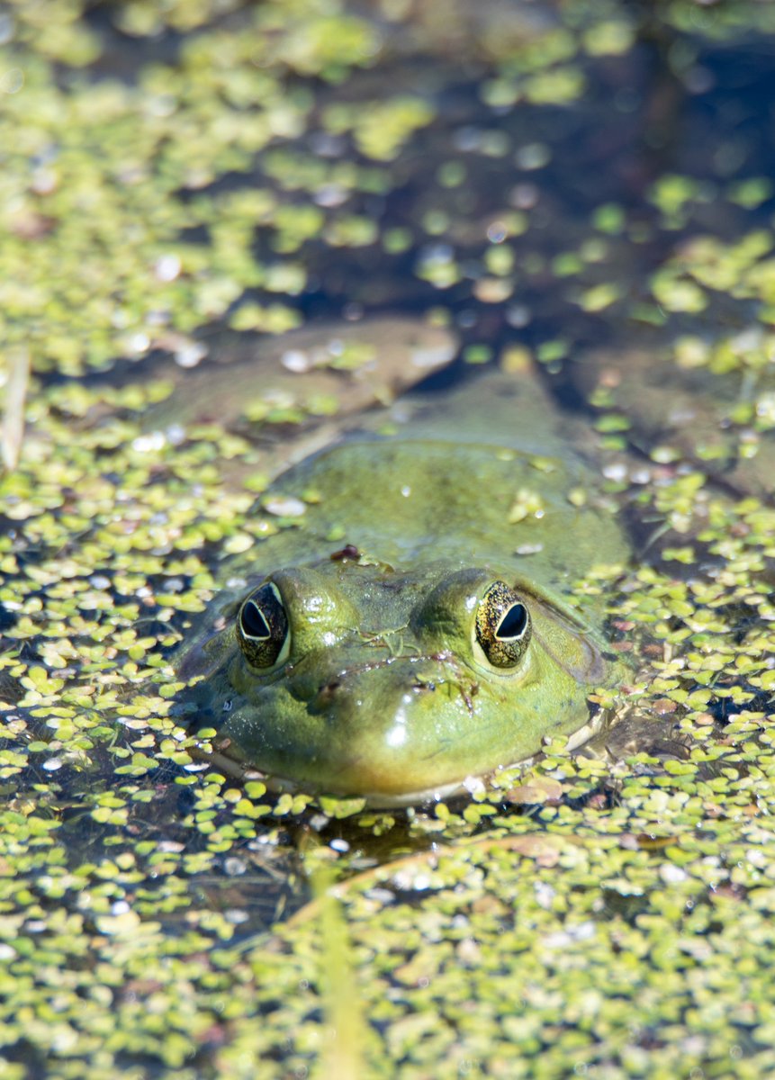 dcfeng's tweet image. Not so many frogs as I saw last year. Around 10 persons came for sora,  but unfortunately no one saw it.@drennack
