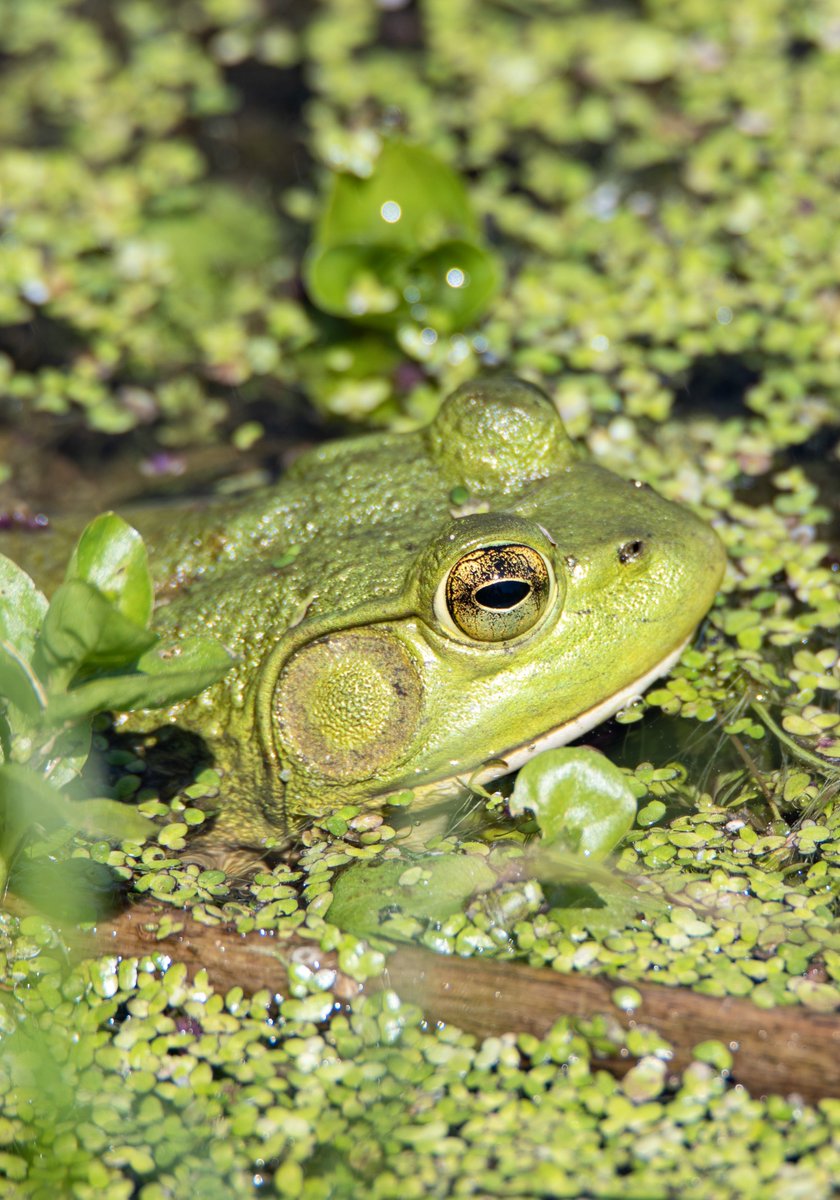dcfeng's tweet image. Not so many frogs as I saw last year. Around 10 persons came for sora,  but unfortunately no one saw it.@drennack