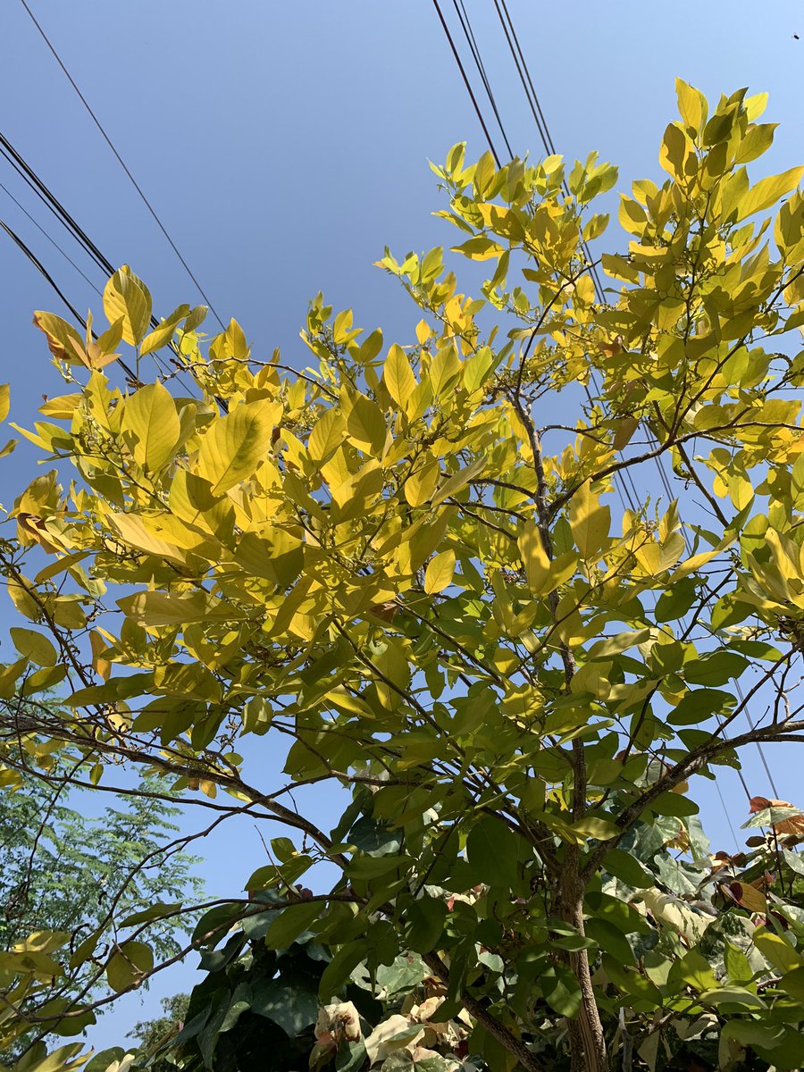 japsflrndo26's tweet photo. ✨🌿💐 https://t.co/qA6V09uEQS
