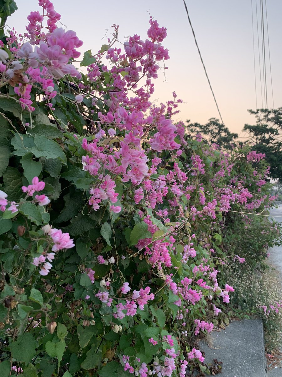 japsflrndo26's tweet photo. ✨🌿💐 https://t.co/qA6V09uEQS