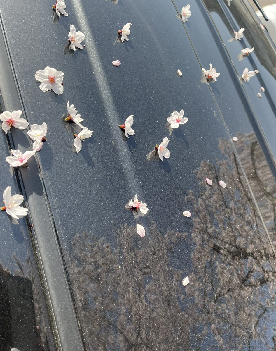 「車を止めてるところが、桜の木の下だから桜の花が車に乗るので、暫くは毎朝少し優雅な」|十六夜 禍@完全な本のイラスト