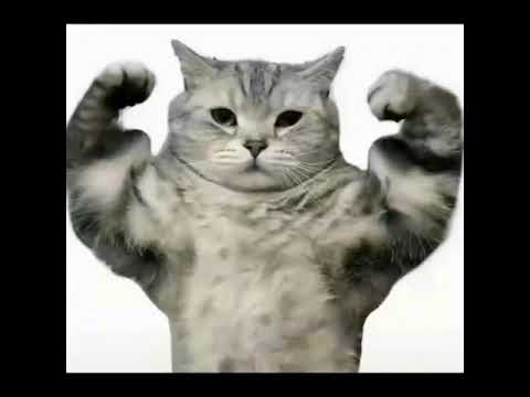 MeowMoeDotCom's tweet photo. Exercise first not disturb ππ #gym ##Kitty # ...
https://t.co/iKrzmv9TUx
#AdoptionAnimals #AnimalsSound #BabyAndAnimalLove #BestPets https://t.co/JHEbnX4Eqa