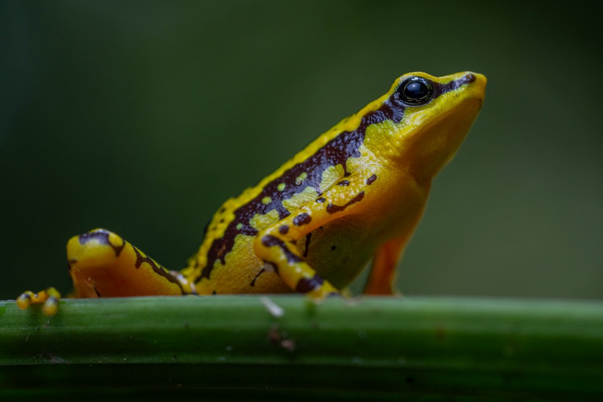 Jaime_Culebras's tweet photo. "Atelopus cruciger", endémico de la cordillera de la costa, #Venezuela. Mientras acompañaba al equipo de @fudecicaracas en sus investigaciones de una de las últimas 2 poblaciones conocidas de esta especie En Peligro Crítico. https://t.co/yos4WkylhO