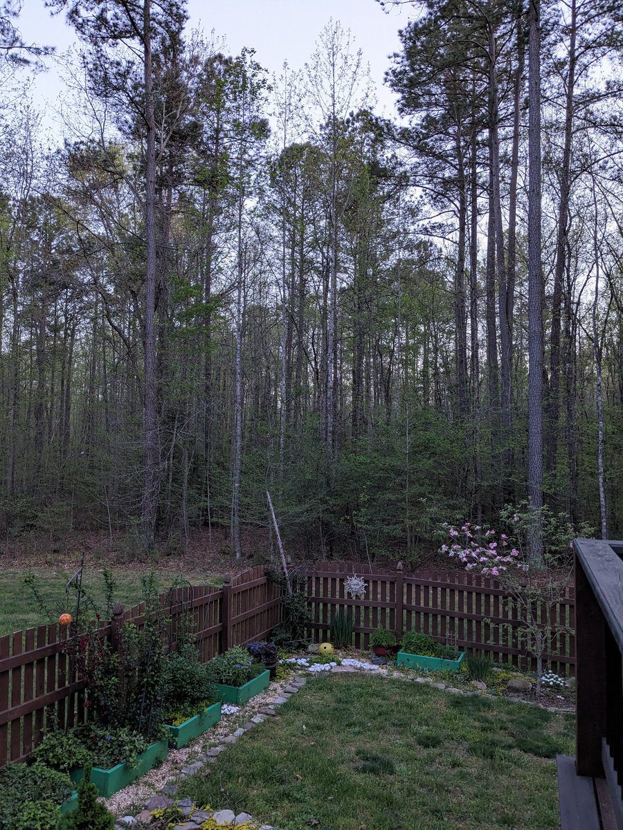 Peaceful Sunday evening out on the deck with the bats flying overhead.