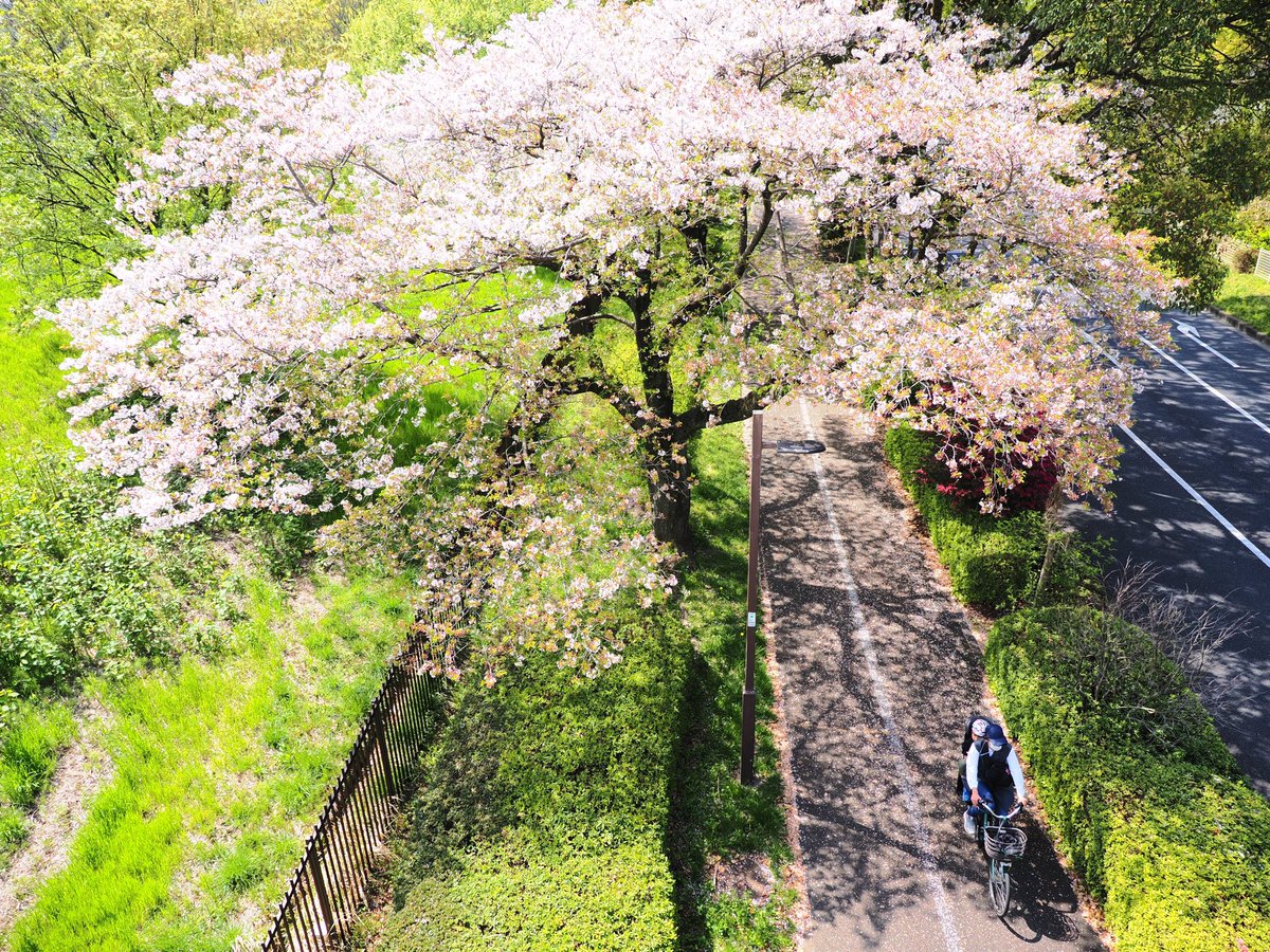 momi_momimomi03's tweet photo. #額装のない写真展
#春2024

見頃を過ぎた桜🌸 https://t.co/9u2wb9IEvJ