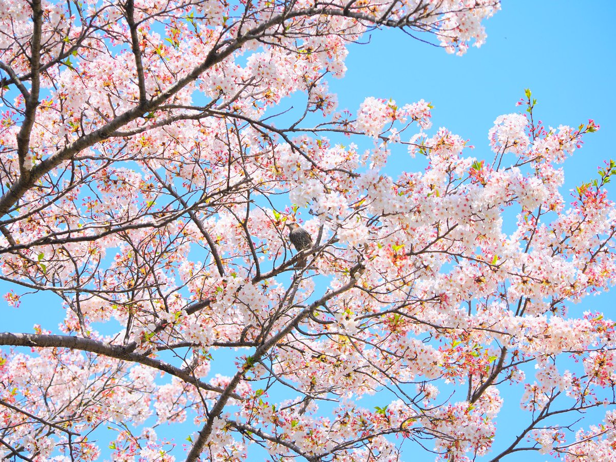 #額装のない写真展
#春2024

見頃を過ぎた桜🌸