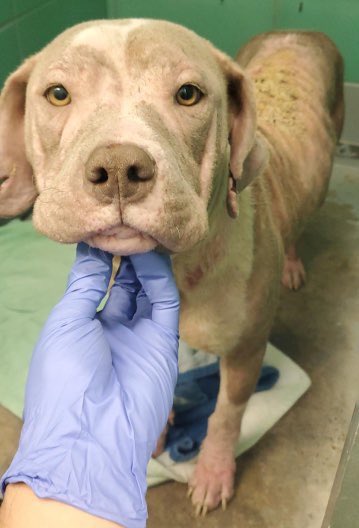 💔🐾 SADIE 🐾💔 #A1933832 TB☠️4/16 Arrived 4/10 Approx 2yrs Has #RESQ interest 🆘🏥HW+ Alopecia, inflammation, infection & sores on her ear flaps with crusting wounds, red irritated skin Very sweet PLZ #RT #PLEDGE #FOSTER 3300 Carr St Houston #TX 📧foster@houstontx.gov