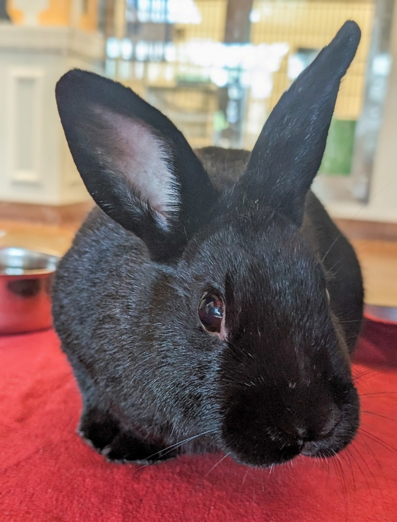 Happy #SundayBunday! Boston's previous owner said that he loves forehead pets and is sweet to everyone, human or animal, that he's met. He's a little skittish but give him some cabbage or cauliflower and he's your friend! Boston A901908 is waiting for you in kennel F02.