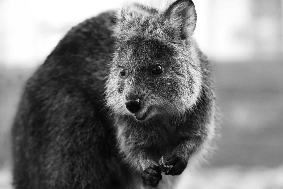 ちょっと南の島に行って、変な生き物と戯れてきました。 カワイイ