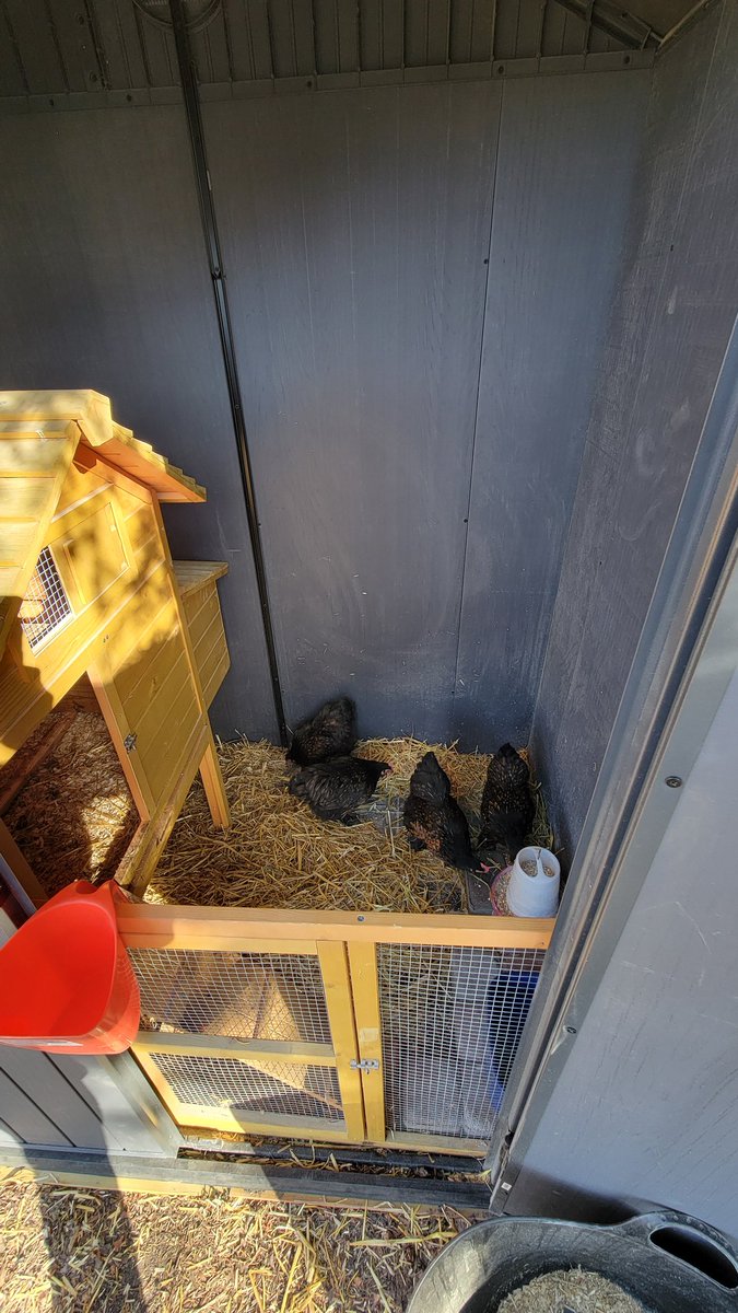 Relocated the lady's, wanted to see what it will look like before base and run are built.
#growfood #chickensupremacy