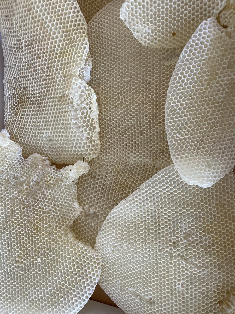 Transferred some bees from the swarm catcher to the hive today and brought in a gift from the bees. It’s so incredible how much wax they make in such a short time.