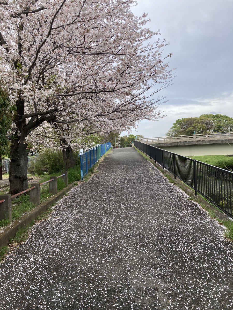 行きの道スゲー

来週には毛虫だらけやな(っᐛc )ャダー
