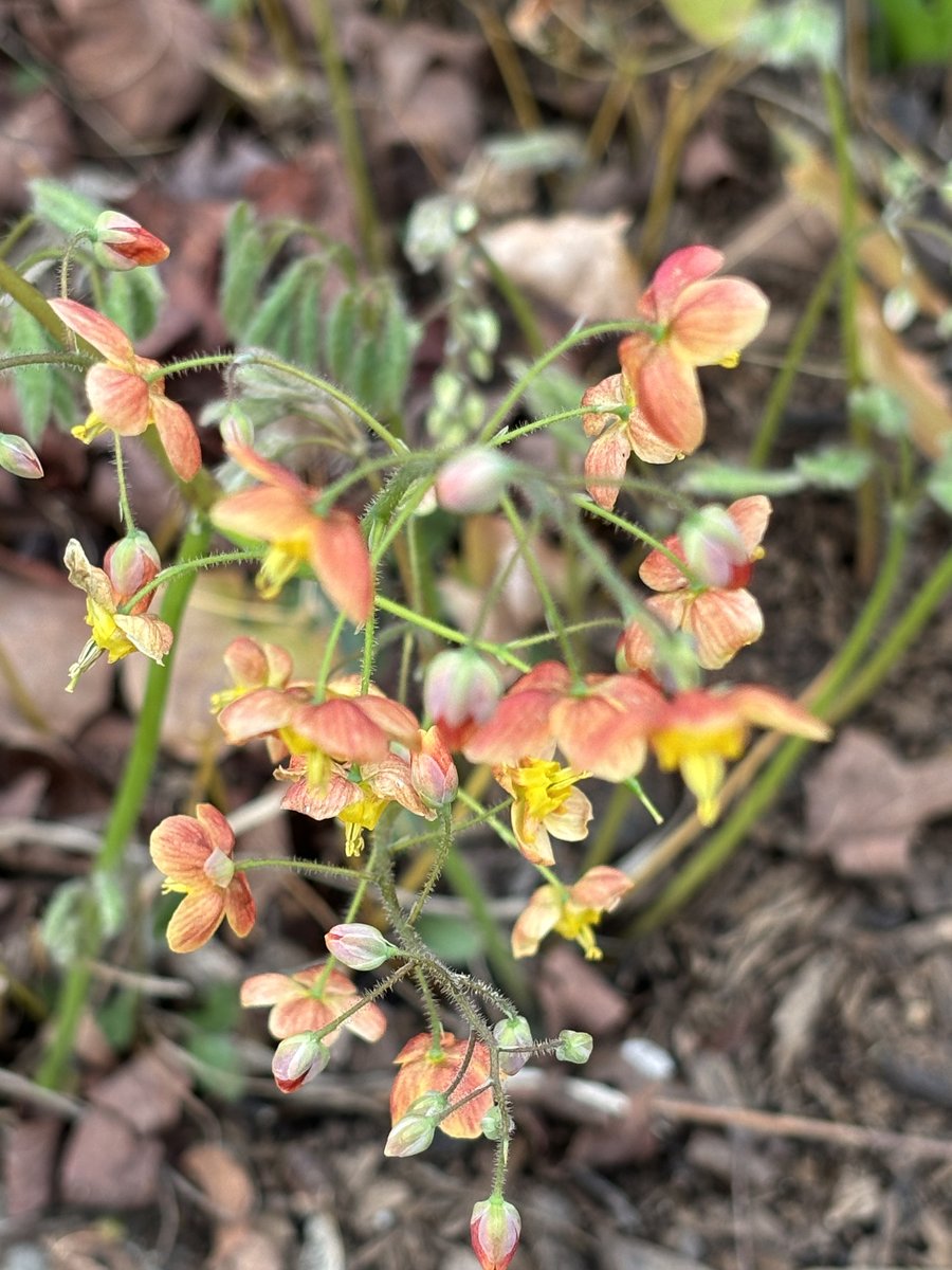 Sally Rowe tweet media