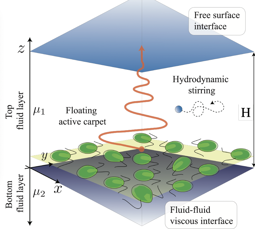LastraFrancisca's tweet photo. I am so happy to share our recent preprint in #activematter with you all 😁. 
 My student @barrosfel09 unveils biogenic transport induced by an active carpet in a confined environment🦠🌊  https://t.co/NioZFJthjt a work in cooperation with @AJTM_M @ulloa_hn https://t.co/rxLLo8YLSU