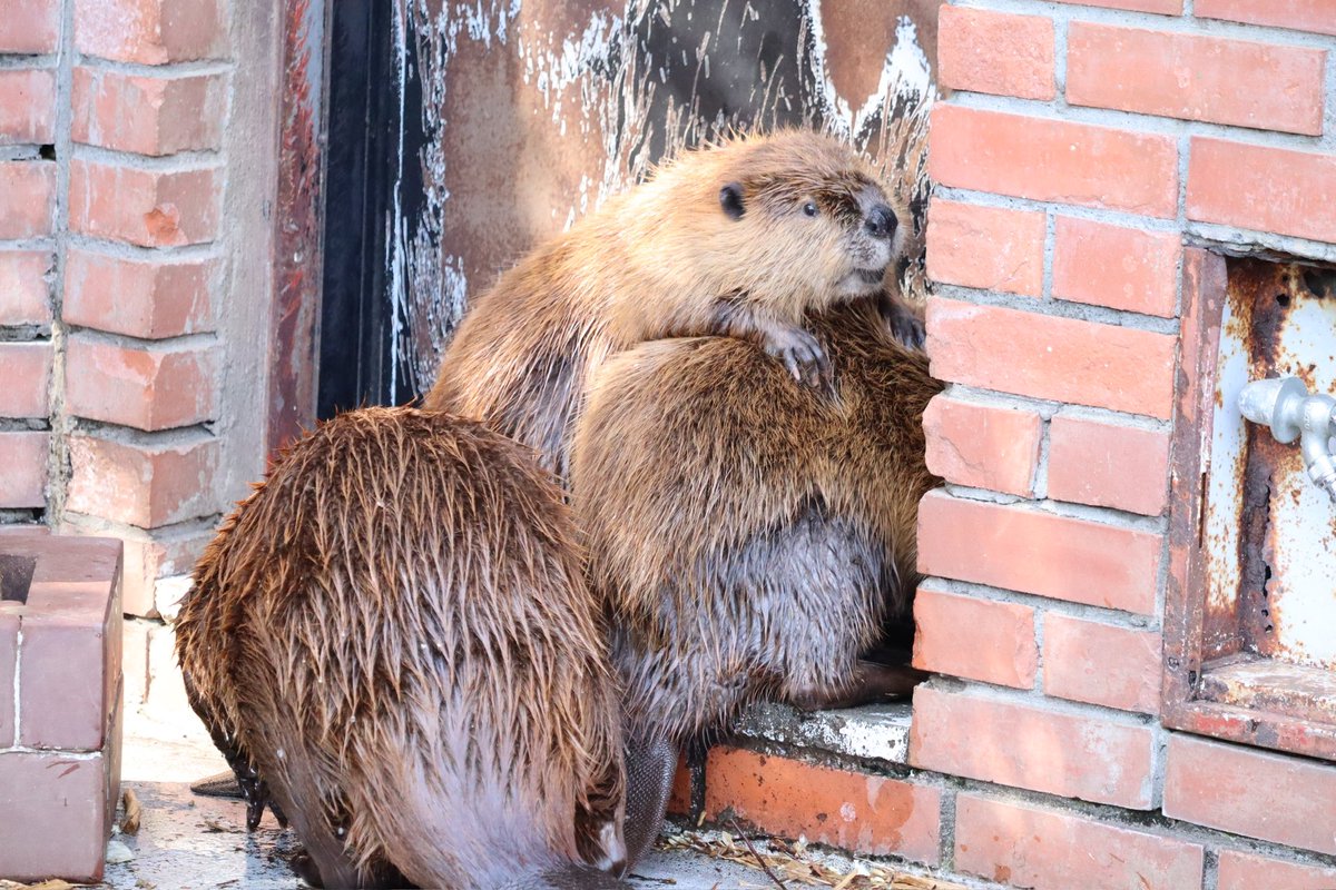 チビーバーツムツム

 #ビーバー #アメリカビーバー
 #羽村市動物公園