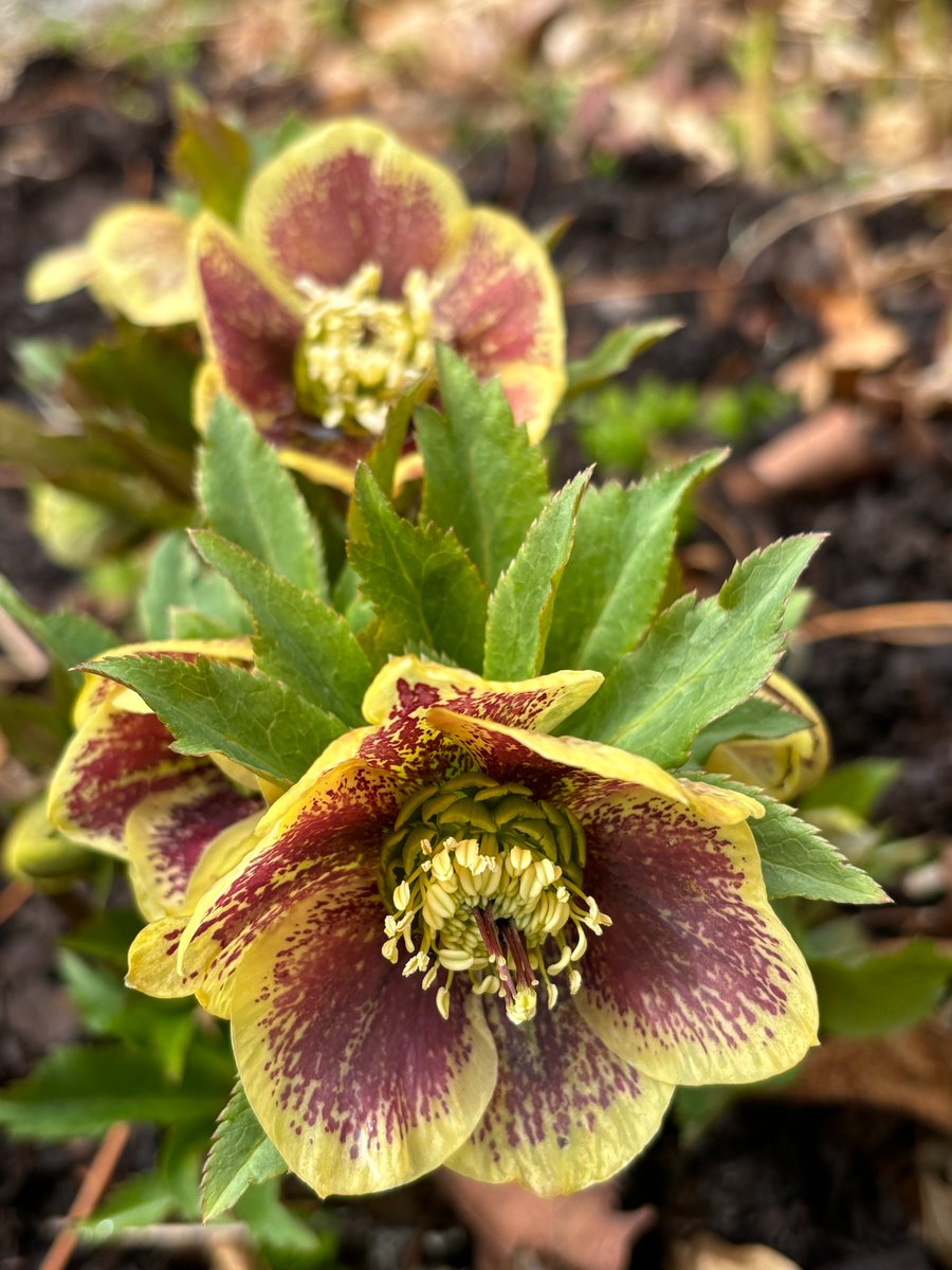 Sally Rowe tweet media