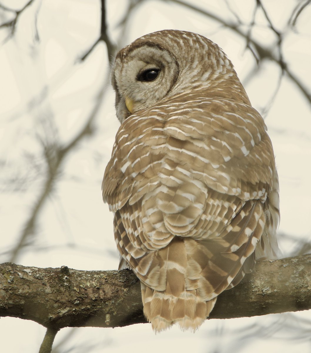 Male Barred Owl of the bench area. #TwitterNatureCommunity #Owls #Wildlife #Photography