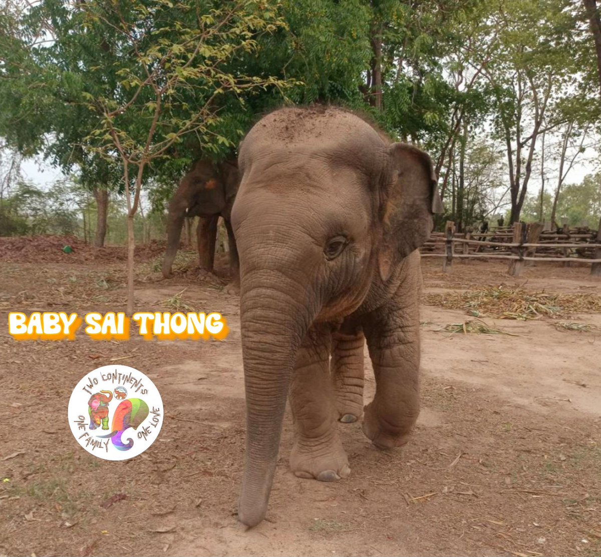 #baby Sai Thong has been under our #care since she was just a few months old. This has given her the chance to grow up at her #mothers loving reach. This shouldn't be a privilege to some. It is all baby #elephants birthright 2 #live w/ a herd. #SayNoToElephantSlavery 🙏RT #care