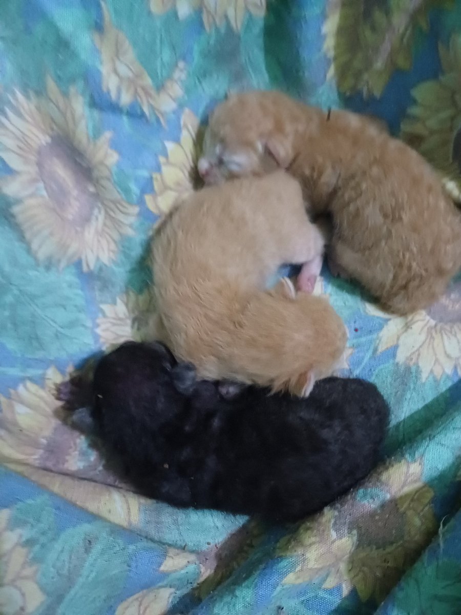 Tres gatito que pronto estarán en adopción. Anotense. POR FAVOR.