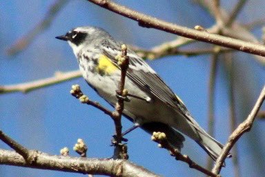 Witnessed the Yellow Rumped Warbler today at Perkins Woods #chicagobirding #chicagoornthologicalsociety #migration #yellowrumpedwarbler #warblers #birds #BirdsOfTwitter