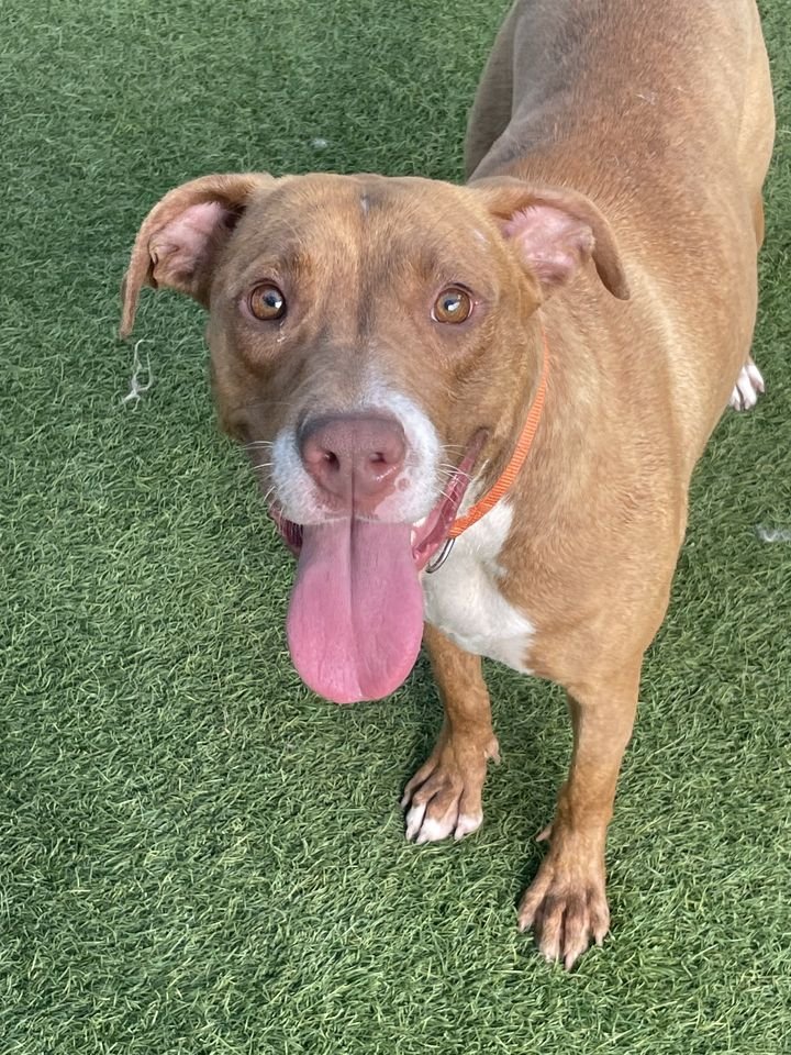 🆘💔🐕TBK 4/15 #DallasTX #dogsoftwitter
Ginger #A1208168
2 yrs Friendly, hyper,not good with other🐕
Out of state adoptions! Pay for transport! Use mikes chance animal rescue
Adopt DASAdopt@dallas.gov.         
Foster DASFoster@dallas.gov.          
Rescue DASRescue@dallas.gov.